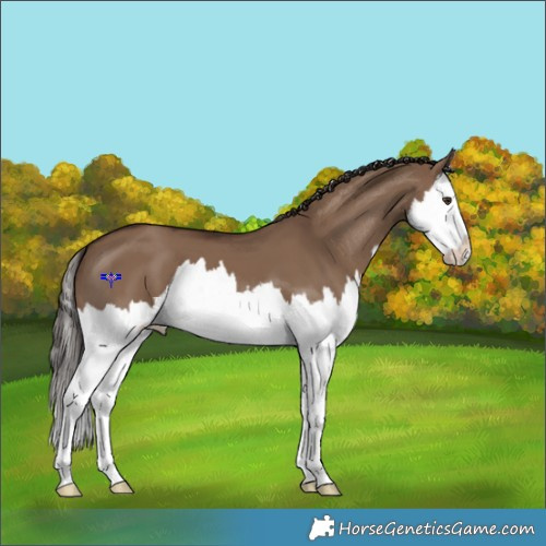 Horse Color:Liver Red Dun Splash 