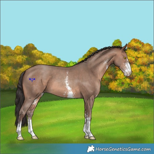 Horse Color:Sable Champagne Sabino 