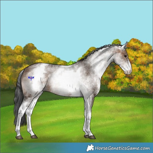 Horse Color:White Spotted Brown Dun 