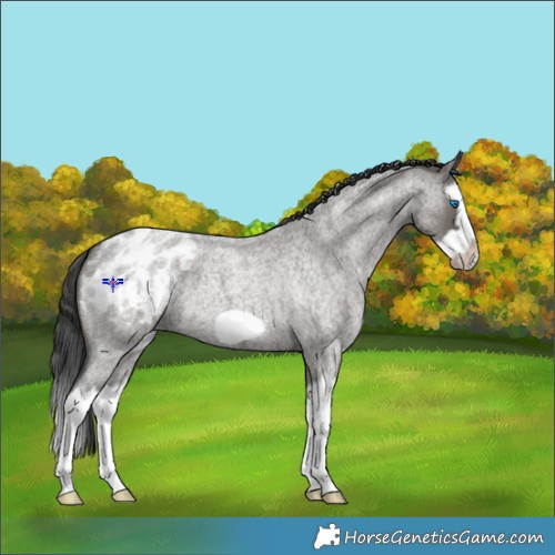 Horse Color:Grullo Roan Splash Frame Varnish 