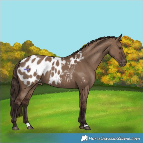 Horse Color:Liver Red Dun Appaloosa 