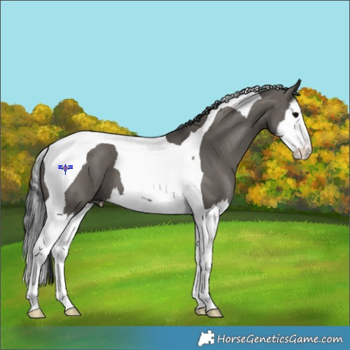 Horse Color:Grullo Splash Tobiano 