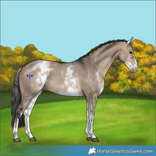 Horse Color:White Spotted Brown Dun 