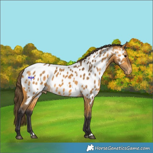 Horse Color:Buckskin Appaloosa 