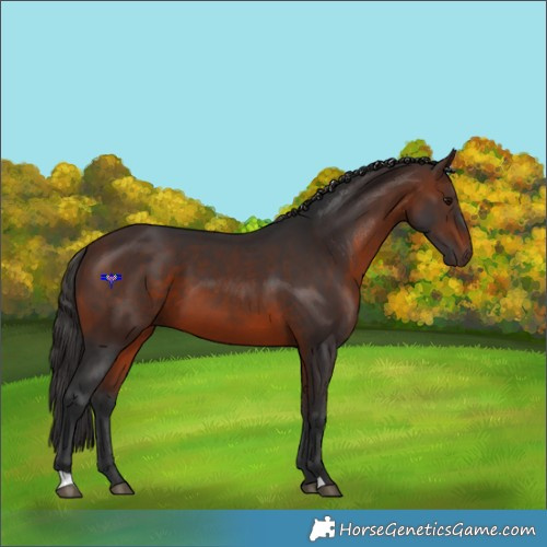 Horse Color:Brown 