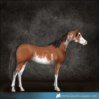 Horse Color:White Spotted Bay Rabicano