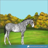Horse Color:Blue Roan Sabino