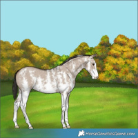 Horse Color:Liver Red Dun Sabino 