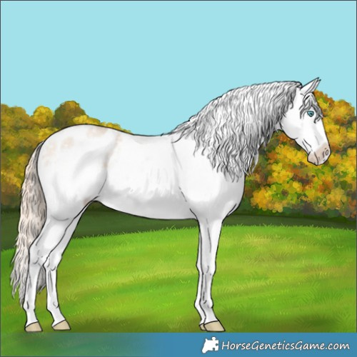 Horse Color:Perlino Dun Sabino Splash Varnish 