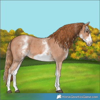 Horse Color:White Spotted Chestnut Sabino Frame