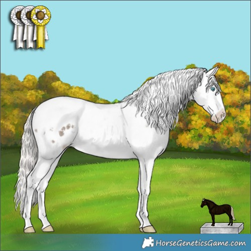 Horse Color:Silver Grullo Sabino Splash Tobiano Appaloosa 