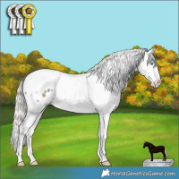Horse Color:Silver Grullo Sabino Splash Tobiano Blanket 