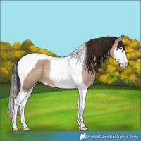 Horse Color:Liver Red Dun Splash Tobiano