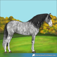 Horse Color:Blue Roan Sabino Splash and Blue Roan Sabino Splash