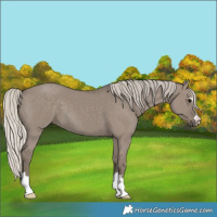 Horse Color:Silver Grullo 
