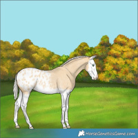 Horse Color:Silver Classic Cream Champagne Roan Dun Splash Appaloosa 