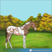 Horse Color:Sable Champagne Tobiano Appaloosa Rabicano