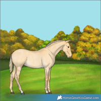 Horse Color:Palomino Roan Dun 