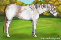 Horse Color:White Spotted Red Roan 
