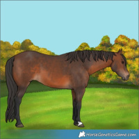 Horse Color:Brown 