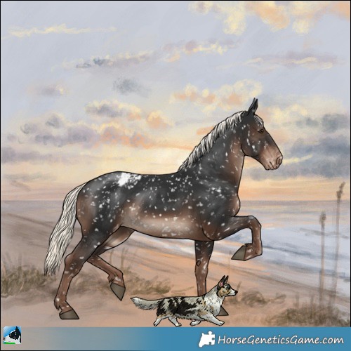 Horse Color:Liver Chestnut Mushroom Appaloosa 