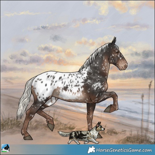 Horse Color:Liver Chestnut Mushroom Appaloosa 