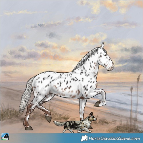 Horse Color:Liver Chestnut Mushroom Appaloosa
