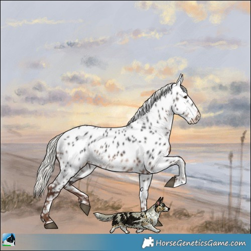 Horse Color:Liver Chestnut Mushroom Appaloosa 