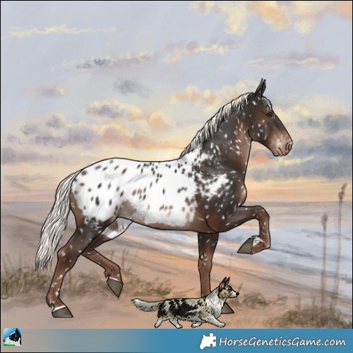 Horse Color:Liver Chestnut Mushroom Appaloosa