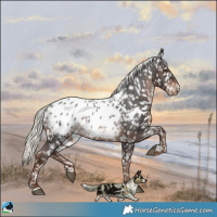 Horse Color:Liver Chestnut Mushroom Appaloosa 