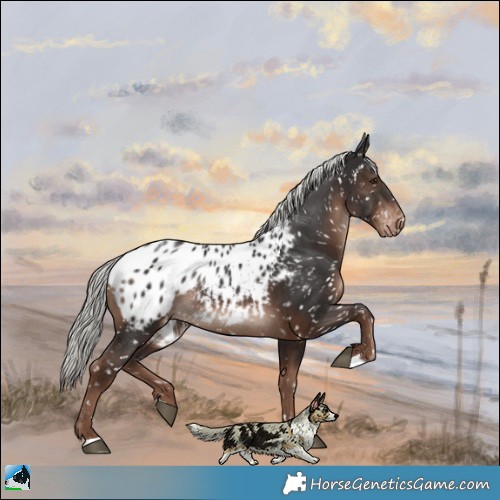 Horse Color:Liver Chestnut Mushroom Appaloosa