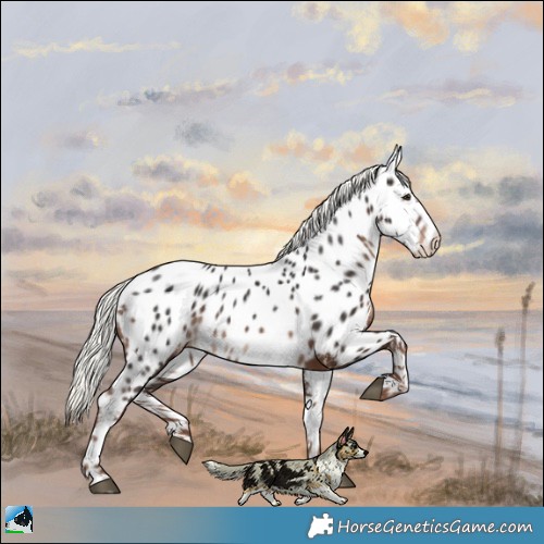 Horse Color:Liver Chestnut Mushroom Appaloosa