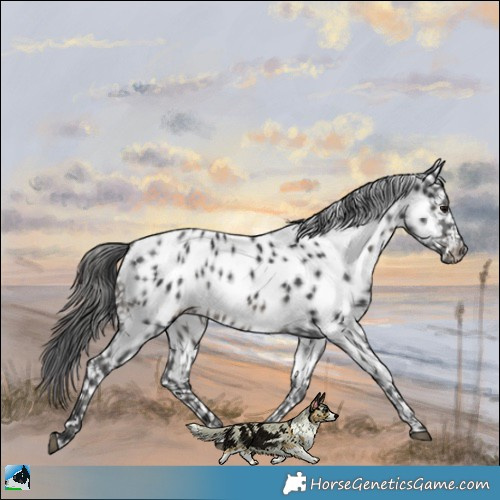 Horse Color:Black Appaloosa Rabicano 