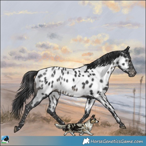 Horse Color:Black Appaloosa Rabicano