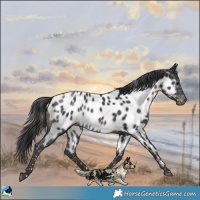 Horse Color:Black Appaloosa Rabicano 