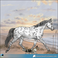 Horse Color:Black Near Leopard Rabicano