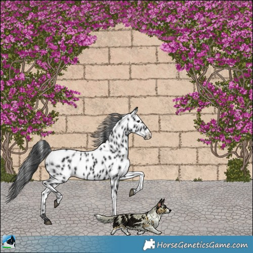 Horse Color:Black Appaloosa Rabicano 