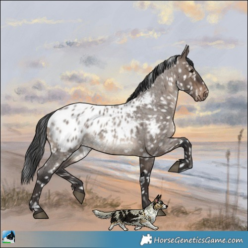 Horse Color:Brown Roan Dun Appaloosa 