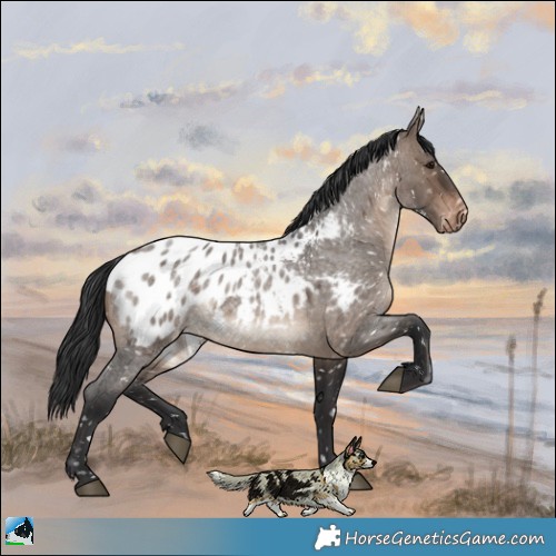 Horse Color:Brown Roan Dun Appaloosa 