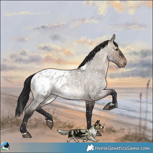 Horse Color:Brown Roan Dun Appaloosa