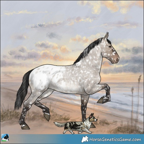 Horse Color:Brown Roan Dun Appaloosa 