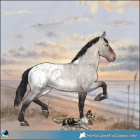 Horse Color:Brown Roan Dun Appaloosa