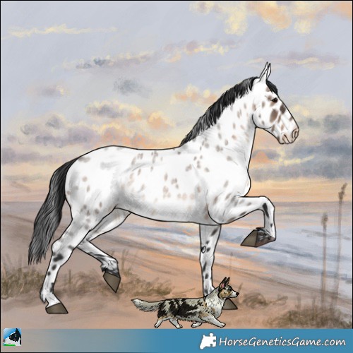 Horse Color:Brown Roan Dun Appaloosa