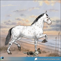Horse Color:Brown Roan Dun Appaloosa 