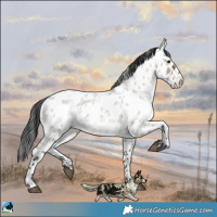 Horse Color:Brown Roan Dun Near Leopard