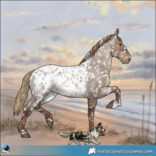 Horse Color:Liver Red Dun Roan Appaloosa 