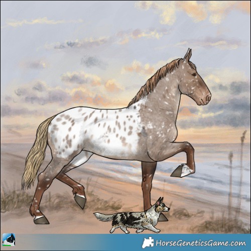 Horse Color:Liver Red Dun Roan Appaloosa 