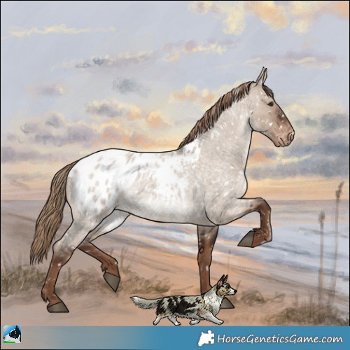 Horse Color:Liver Red Dun Roan Appaloosa 