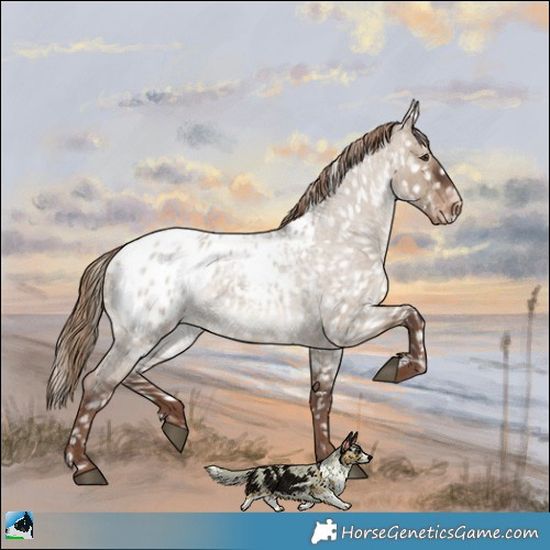 Horse Color:Liver Red Dun Roan Appaloosa 