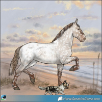 Horse Color:Liver Red Dun Roan Blanket 